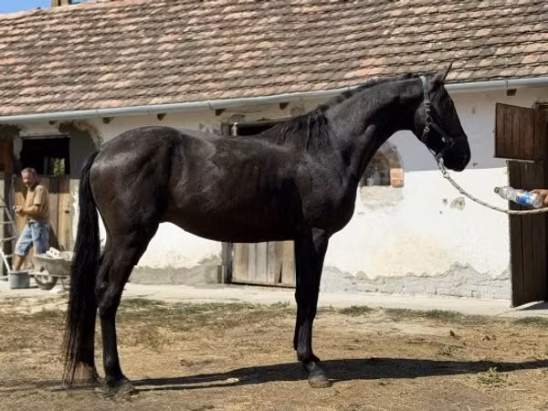 حصان, Furioso-North Star