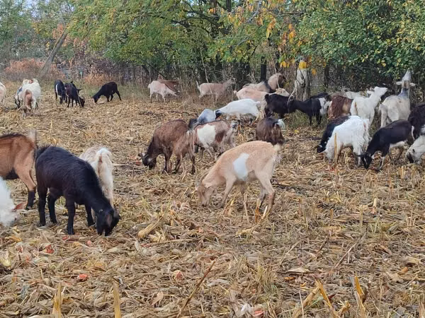 母山羊, Goats