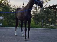 Farasi dume, Akhal-Teke — picha 2