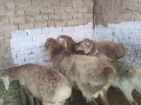 Dume la kondoo, Rhon sheep — picha 3