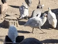 Guinea fowl — 照片 1