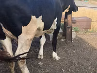 Ng'ombe jike, Russian Black pied cattle — picha 1