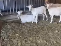 बकरी, Pomellata goat — फ़ोटो 3