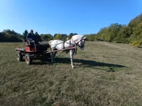 母马, Lipizzaner — 照片 1