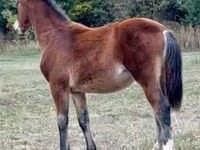 公马, Lipizzaner — 照片 4