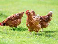Chickens — Foto 1