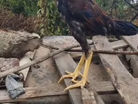 Chickens — फ़ोटो 5