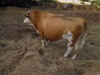 Ng'ombe jike, Simmental cattle — picha 2