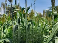 Fodder Mabrouk Sudan Grass — 照片 3