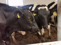 Ng'ombe dume, Simmental cattle — picha 7