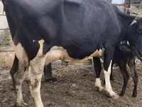 Ng'ombe jike, Russian Black pied cattle — picha 2