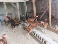 Chickens — फ़ोटो 2