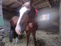 Horse (M), Akhal-Teke — photo 2