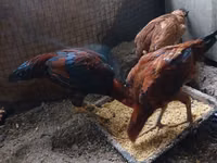 Chickens — picha 5