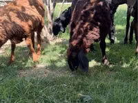 Schaf, Schafe — Foto 4