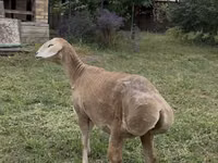 Schaf, Arashan sheep — Foto 3