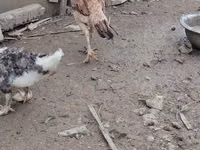Chickens — Foto 3