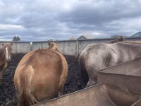 Farasi jike, Arabian horse — picha 5
