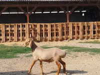 Dume la kondoo, Edilbay sheep — picha 3