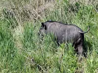 Boar — photo 2