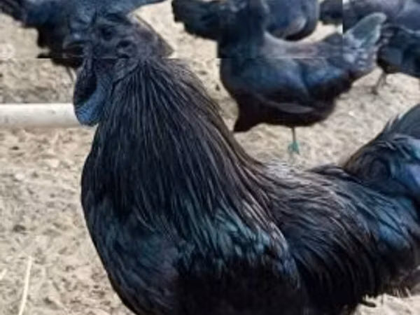 आयम सेमानी