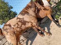Mbuzi dume, Kamori goats — picha 4