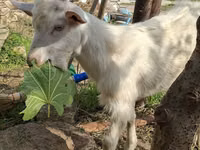 Mbuzi (kikundi, jinsia haijatajwa), Saanen goat — picha 3