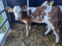 Bull, Simmental cattle — photo 2