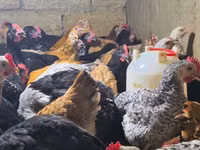 Chickens — picha 2