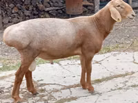 Dume la kondoo, Arashan sheep — picha 2