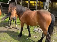 فرس, Međimurje horse — الصورة 1