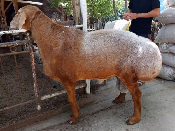 Ram, Sheep
