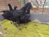 आयम सेमानी — फ़ोटो 5