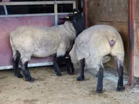 भेड़, White Suffolk sheep — फ़ोटो 2