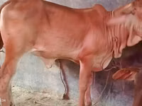 Ng'ombe jike, Brahman — picha 1
