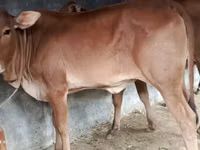 Ng'ombe jike, Brahman — picha 2