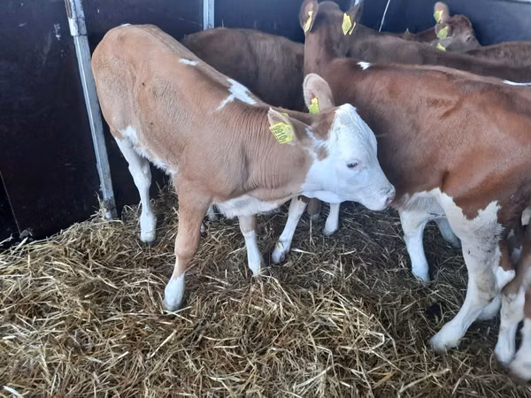 Bull, Simmental cattle