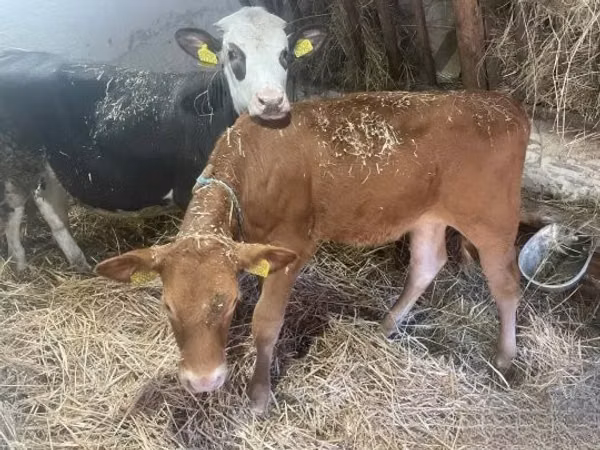 Ng'ombe jike, Ng'ombe wa Limousin