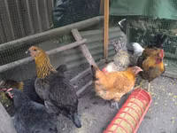 Chickens — 照片 3