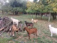 Mbuzi (kikundi, jinsia haijatajwa), Mbuzi — picha 1
