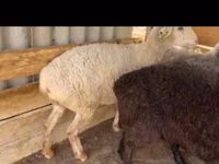 भेड़ें (लॉट, लिंग निर्दिष्ट नहीं), Kazakh fat-tailed coarsewool sheep — फ़ोटो 3