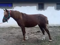母马, Welsh Cob — 照片 5