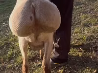 भेड़, Arashan sheep — फ़ोटो 2