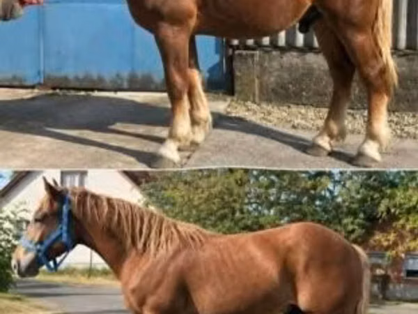 公马, Horses