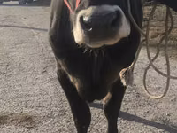 Ng'ombe jike, Swiss cattle — picha 2