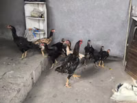 Chickens — Foto 1