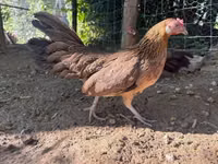 Danish hen — picha 4