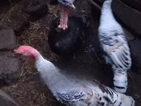 Turkeys — picha 1
