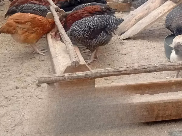Shamo chickens — Kenya