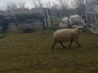 Widder, Shroshire sheep — Foto 2